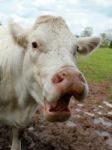 Bull In Muddy Field Stock Photo