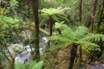 Temperate Rain Forest In New Zealand Stock Photo