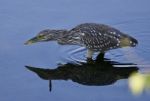 Isolated Image With A Funny Black-crowned Night Heron In The Water Stock Photo