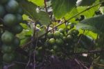 Grape Vines With Hanging Grapes Stock Photo