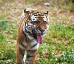 Photograph Of A Roaring Siberian Tiger Stock Photo