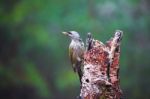 Gray-headed Woodpecker In A Rainy Spring Forest Stock Photo