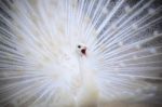 White Male Indian Peacock With Beautiful Fan Tail Plumage Feathe Stock Photo