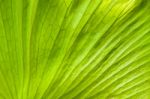 Close Up View Of Andinum Fern Leaf (platycerium Coronarium Fern) Stock Photo