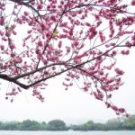 Pink Peach Blossom Flower Tree Along The Lake Stock Photo