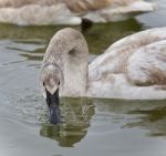 Background With A Trumpeter Swan Drinking Water Stock Photo