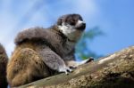 Young Ring-tailed Lemur (lemur Catta) Stock Photo