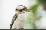 Kookaburra Gracefully Resting During The Day Stock Photo