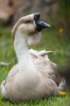 African Goose Stock Photo