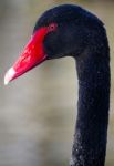 Black Swan (cygnus Atratus) Stock Photo