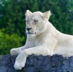 Image Of A Funny White Lion Trying Not To Sleep Stock Photo