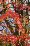 Autumnal Colours Of A Japanese Maple Tree In East Grinstead Stock Photo