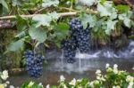 Ripe Grapes Hanging On Tree Display In Food Festival Stock Photo