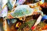 Sea Crab Stock Photo