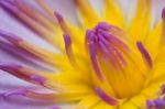 Blossom Lotus Stock Photo