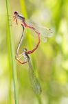 Two Small Red Damselfly (ceriagrion Tenellum) Mating Stock Photo