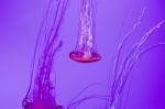 Beautiful Jellyfish Movement Stock Photo