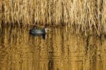 Coot Swimming In Golden Reflections Stock Photo