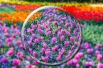 Crystall Ball With Pink Hyacinths And Flowers Field Stock Photo
