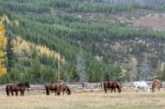 Horses In A Field In Grand Teton National Park Stock Photo