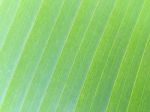 Banana Leaf Texture Stock Photo