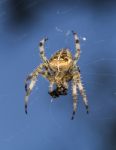 European Garden Spider Stock Photo