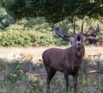 The Deer Of Richmond Park Stock Photo