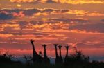 Giraffe Silhouette - African Wildlife - Pink And Red Gold Stock Photo