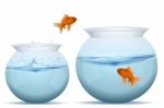 Jumping Fish From Tank Stock Photo