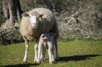 Mother Sheep Feeding Her Baby Stock Photo