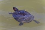 Beautiful Postcard With A Turtle Swimming In Lake Stock Photo