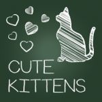 Cute Kittens Represents Domestic Cat And Adorable Stock Photo