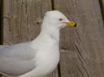 The Ring-billed Gull's Portrait Stock Photo