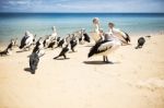 Birds Resting On The Beach Stock Photo