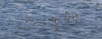 Oystercatchers (haematopus Ostralegus)  Flying Along The Moray F Stock Photo