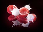 Blood Cells Stock Photo