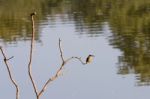 Kingfisher (alcedo Atthis) Stock Photo