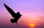 Silhouetted Seagull Flying At Colorful Sunset Stock Photo