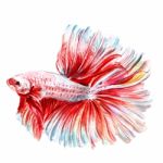 Betta Fish Watercolor Stock Photo