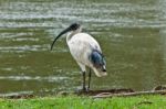 Sacred Ibis Stock Photo