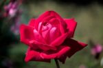Red Rose Blooming In Calahonda Stock Photo