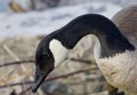 Beautiful Portrait Of A Cute Canada Goose On The Shore Stock Photo
