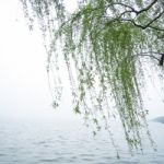 Chinese Willow Tree Stock Photo