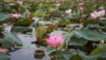 Lake Of Red Lotus At Udonthani Thailand With Blur Background Stock Photo