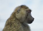 The Funny Baboon Is Looking On Something Stock Photo