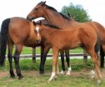 Horses With Foal Stock Photo