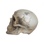 Human Skull Side View Isolate On White Background Stock Photo