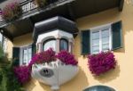 Vivid Petunias Hanging From A Building In St. Gilgen Stock Photo