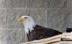 Photo Of A North American Eagle Looking Aside Stock Photo
