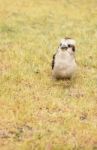 Kookaburra Close Up Outside During The Day Stock Photo
